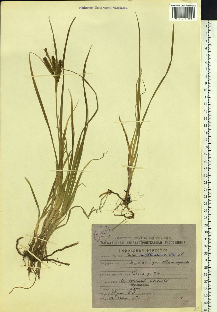 Carex mollissima Christ ex Scheutz, Siberia, Chukotka & Kamchatka (S7) (Russia)