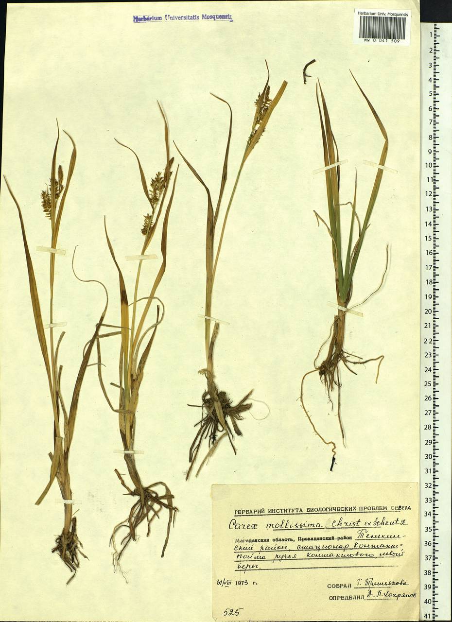 Carex mollissima Christ ex Scheutz, Siberia, Chukotka & Kamchatka (S7) (Russia)