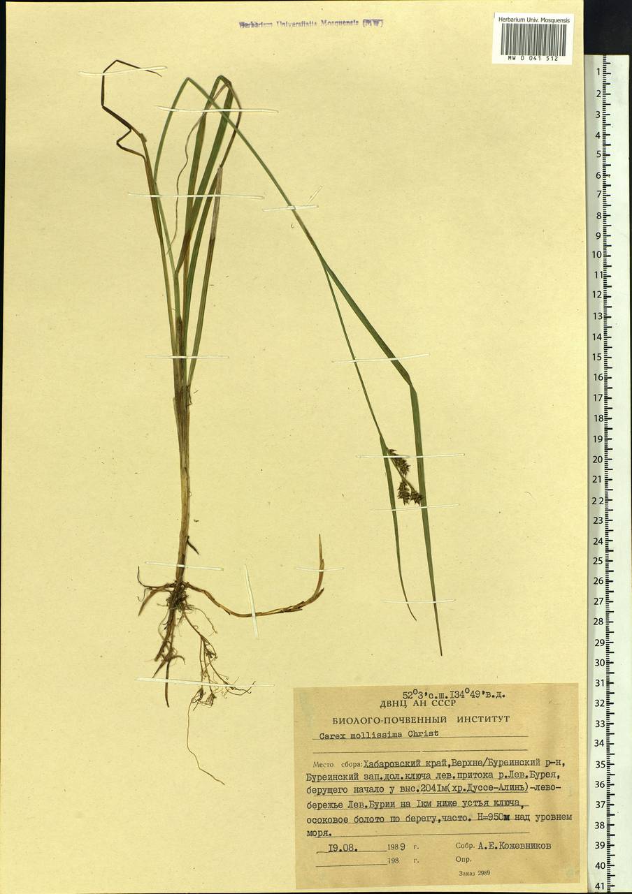 Carex mollissima Christ ex Scheutz, Siberia, Russian Far East (S6) (Russia)