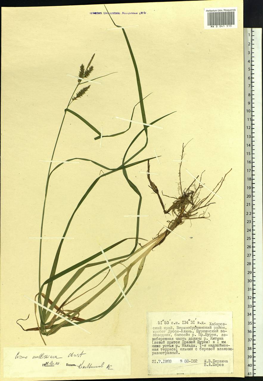 Carex mollissima Christ ex Scheutz, Siberia, Russian Far East (S6) (Russia)