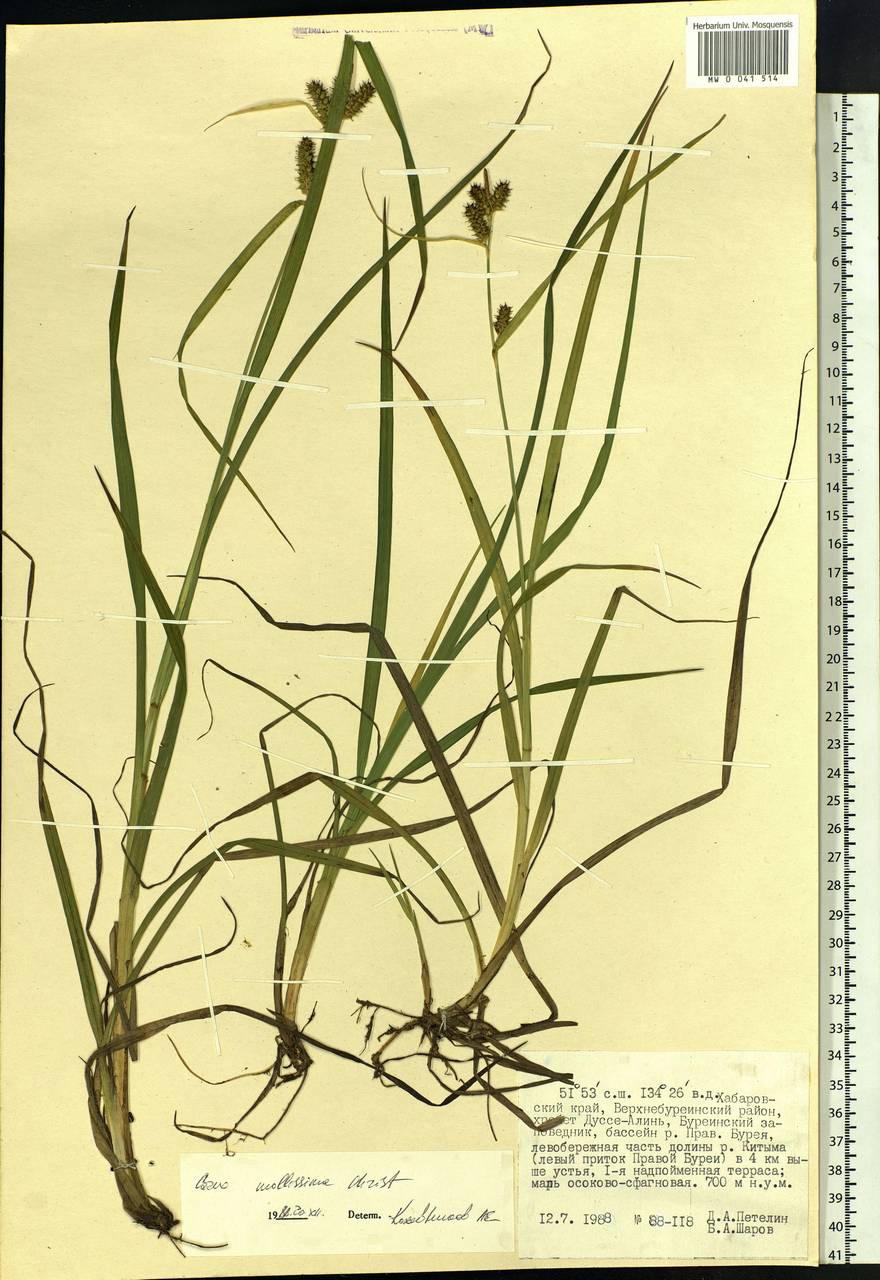 Carex mollissima Christ ex Scheutz, Siberia, Russian Far East (S6) (Russia)