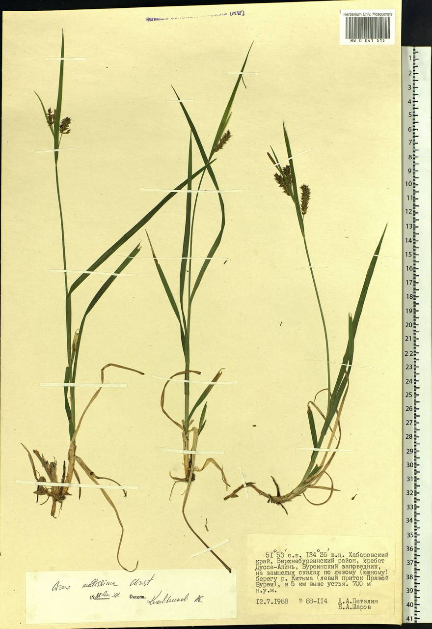Carex mollissima Christ ex Scheutz, Siberia, Russian Far East (S6) (Russia)