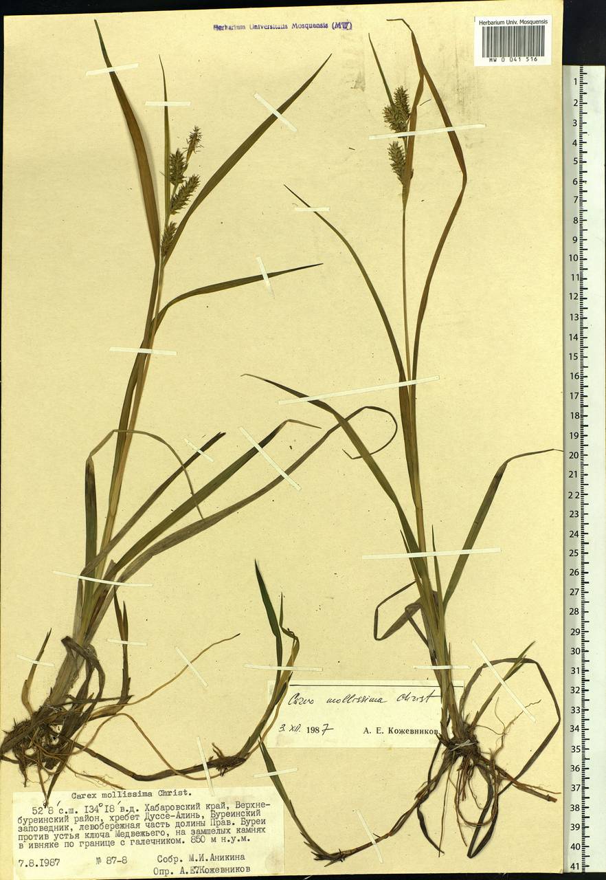 Carex mollissima Christ ex Scheutz, Siberia, Russian Far East (S6) (Russia)