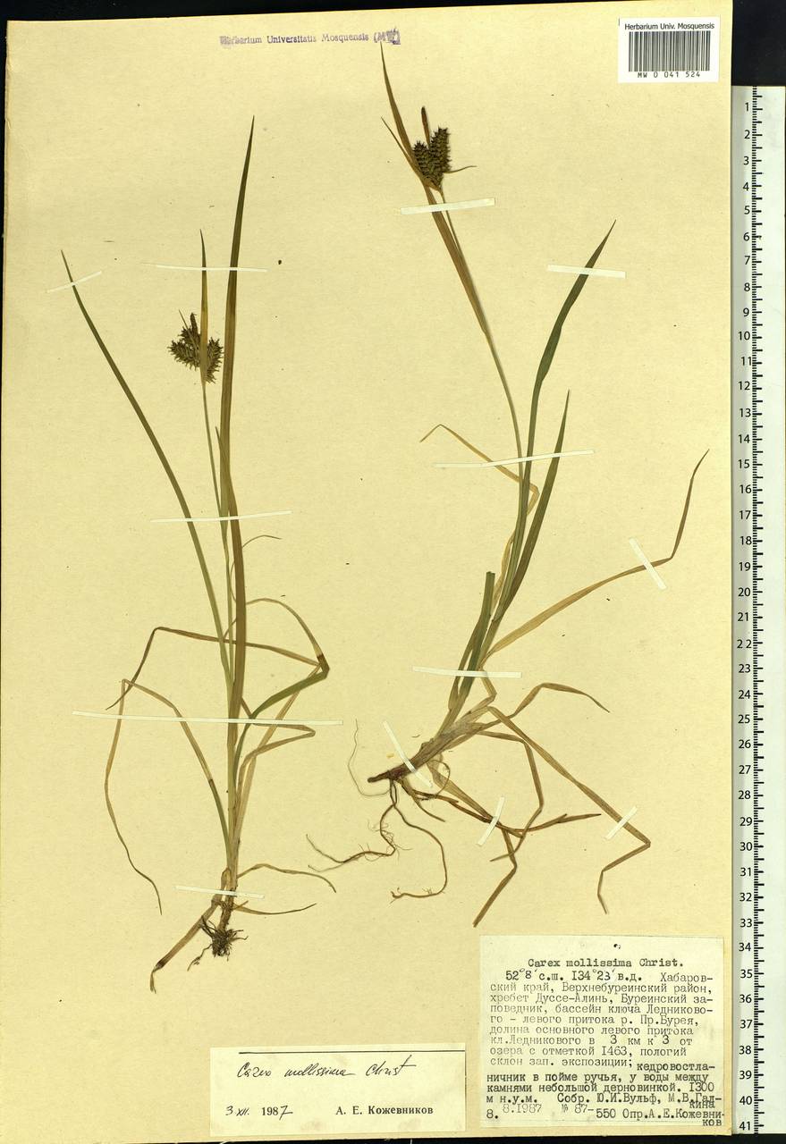 Carex mollissima Christ ex Scheutz, Siberia, Russian Far East (S6) (Russia)
