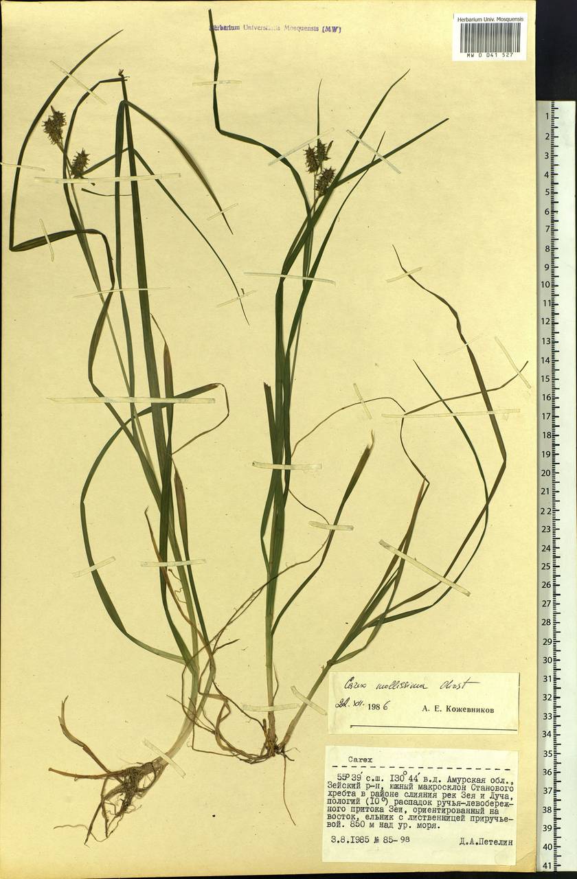 Carex mollissima Christ ex Scheutz, Siberia, Russian Far East (S6) (Russia)