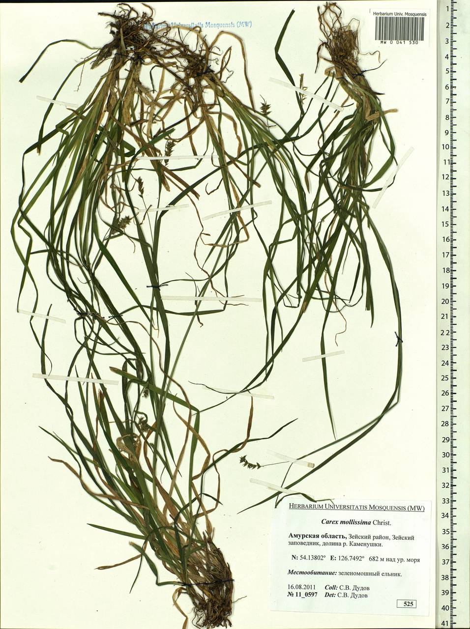 Carex mollissima Christ ex Scheutz, Siberia, Russian Far East (S6) (Russia)