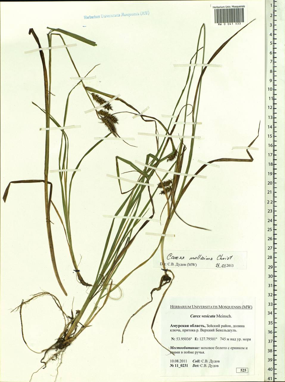 Carex mollissima Christ ex Scheutz, Siberia, Russian Far East (S6) (Russia)