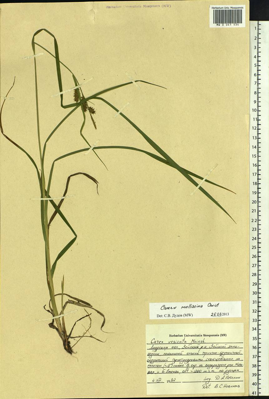 Carex mollissima Christ ex Scheutz, Siberia, Russian Far East (S6) (Russia)