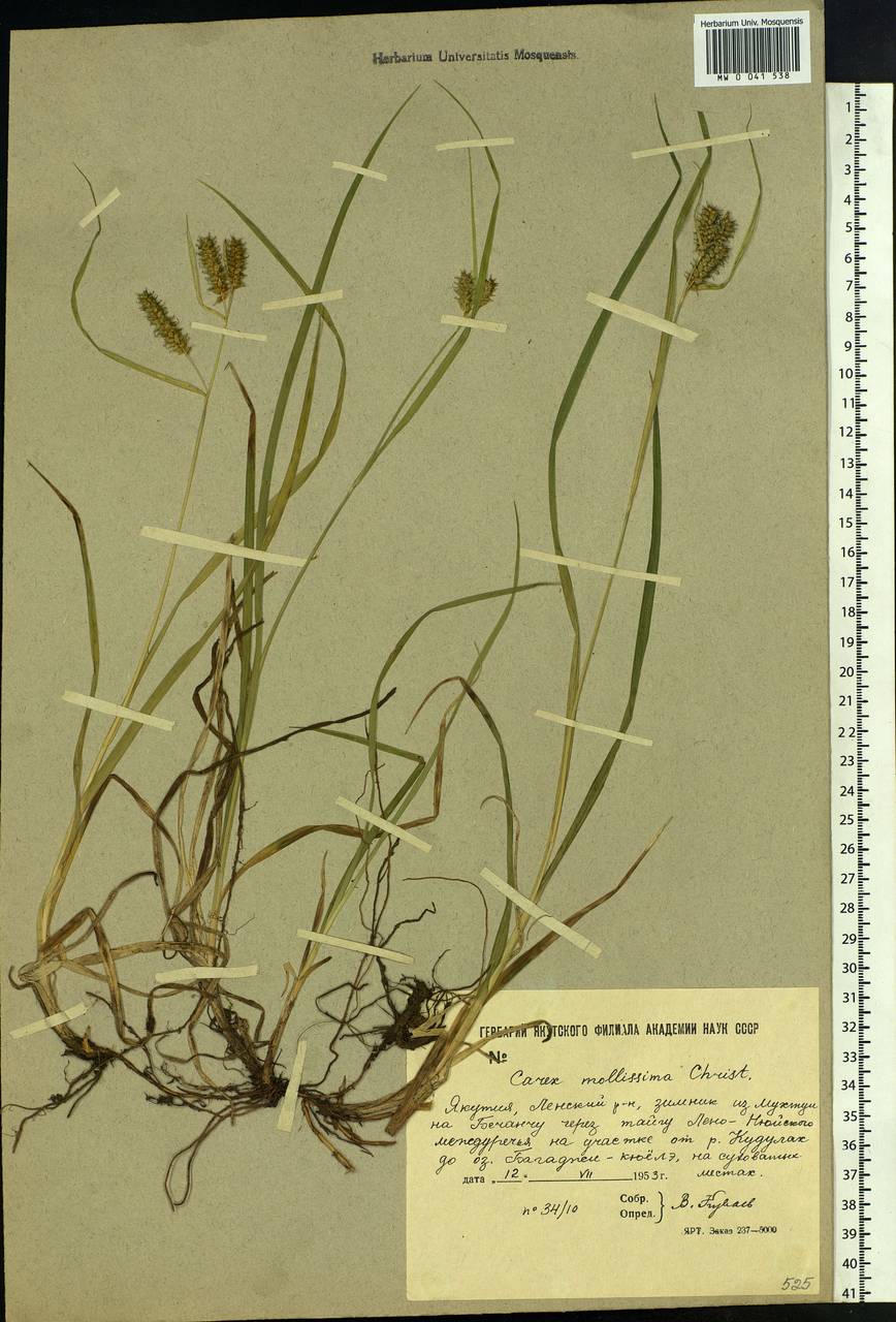 Carex mollissima Christ ex Scheutz, Siberia, Yakutia (S5) (Russia)