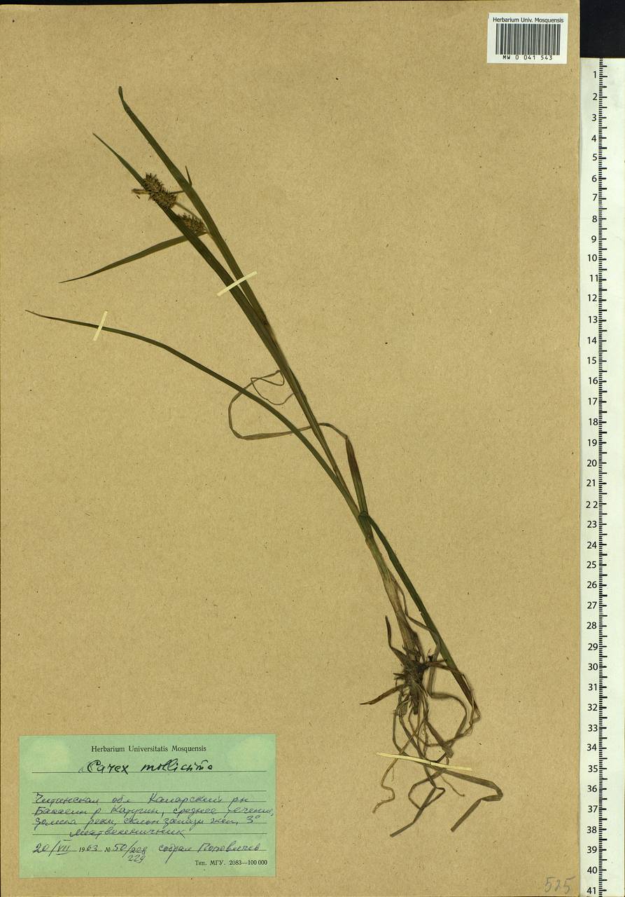 Carex mollissima Christ ex Scheutz, Siberia, Baikal & Transbaikal region (S4) (Russia)