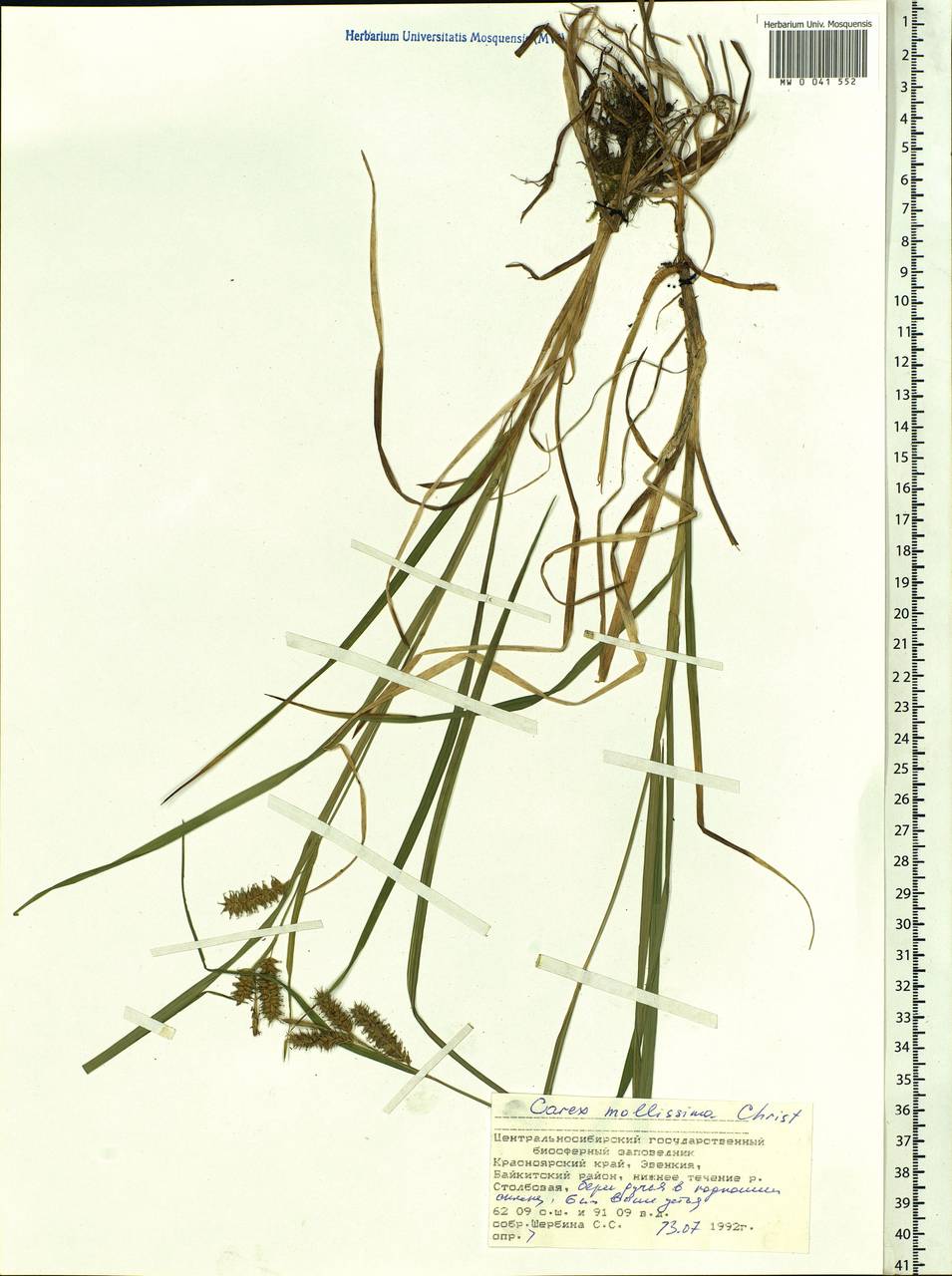 Carex mollissima Christ ex Scheutz, Siberia, Central Siberia (S3) (Russia)