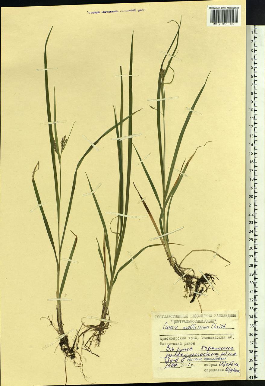 Carex mollissima Christ ex Scheutz, Siberia, Central Siberia (S3) (Russia)