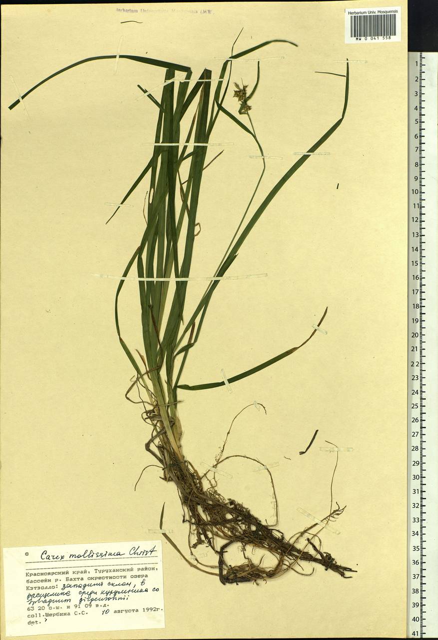 Carex mollissima Christ ex Scheutz, Siberia, Central Siberia (S3) (Russia)