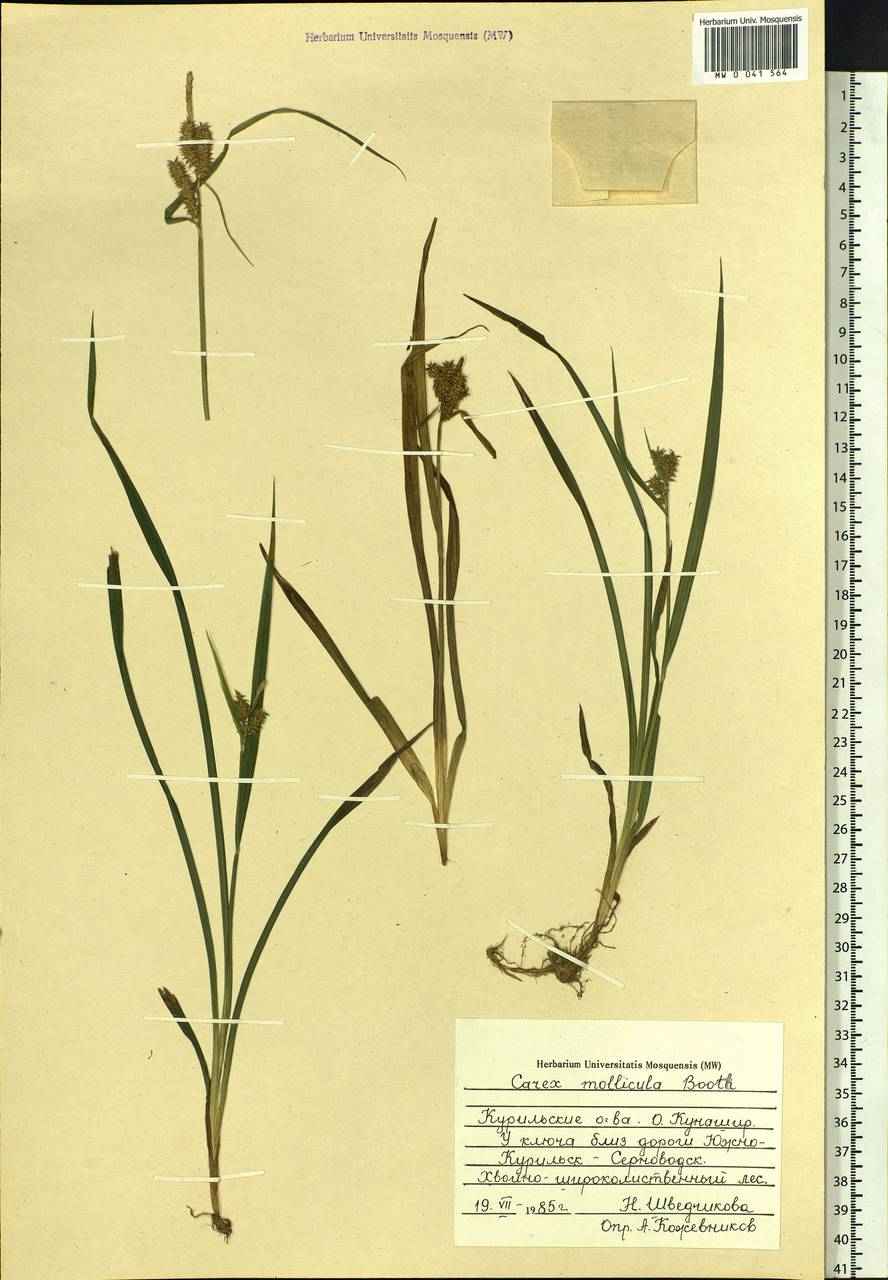 Carex mollicula Boott, Siberia, Russian Far East (S6) (Russia)