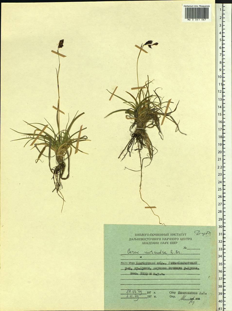 Carex fuliginosa Schkuhr, Siberia, Chukotka & Kamchatka (S7) (Russia)