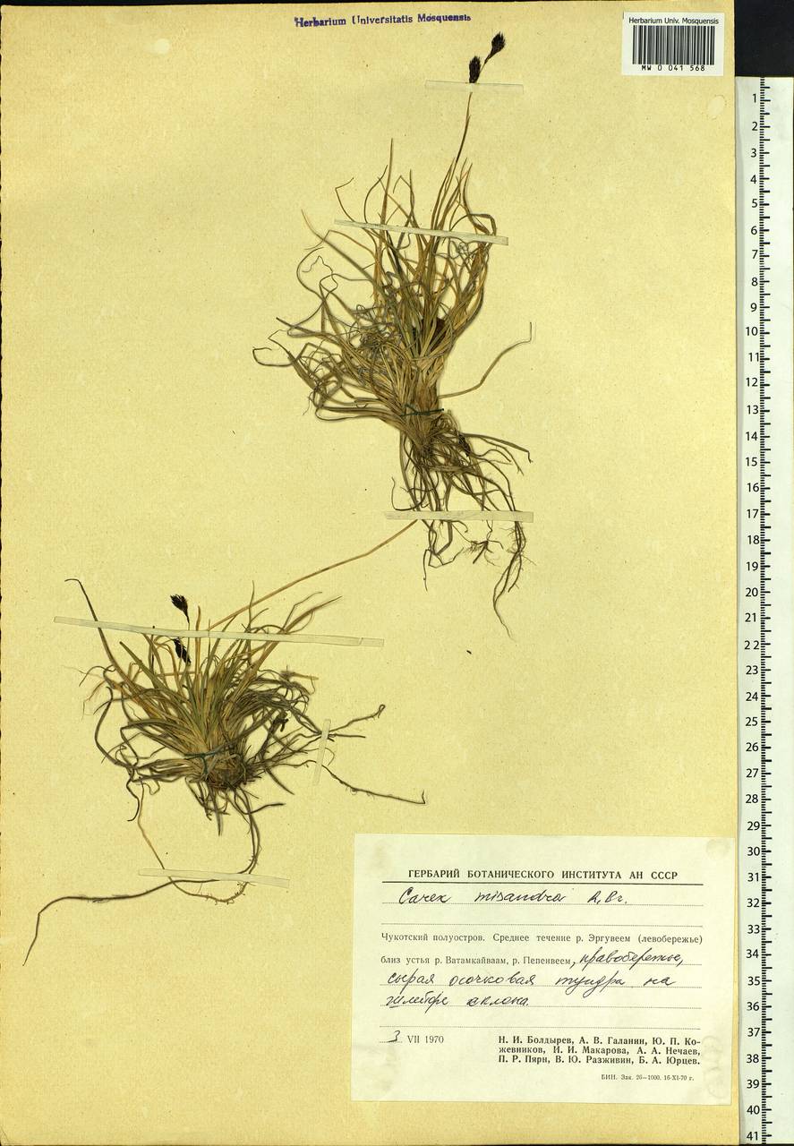 Carex fuliginosa Schkuhr, Siberia, Chukotka & Kamchatka (S7) (Russia)