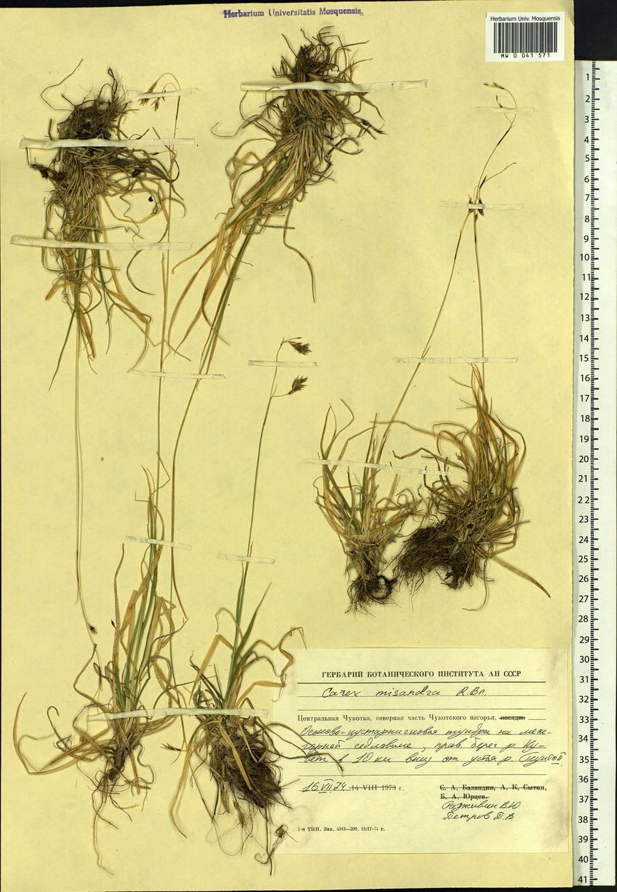 Carex fuliginosa Schkuhr, Siberia, Chukotka & Kamchatka (S7) (Russia)