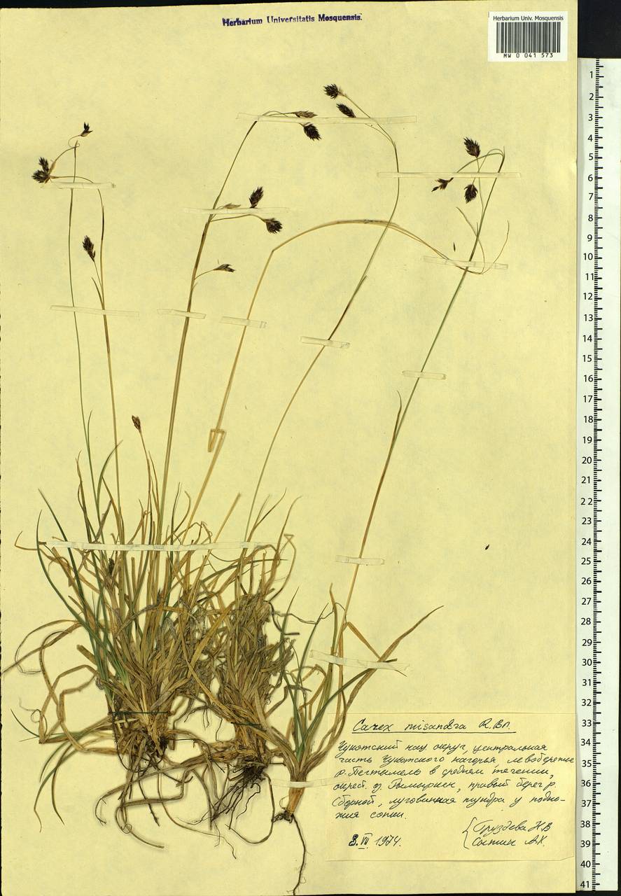 Carex fuliginosa Schkuhr, Siberia, Chukotka & Kamchatka (S7) (Russia)