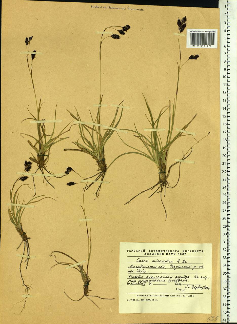 Carex fuliginosa Schkuhr, Siberia, Chukotka & Kamchatka (S7) (Russia)