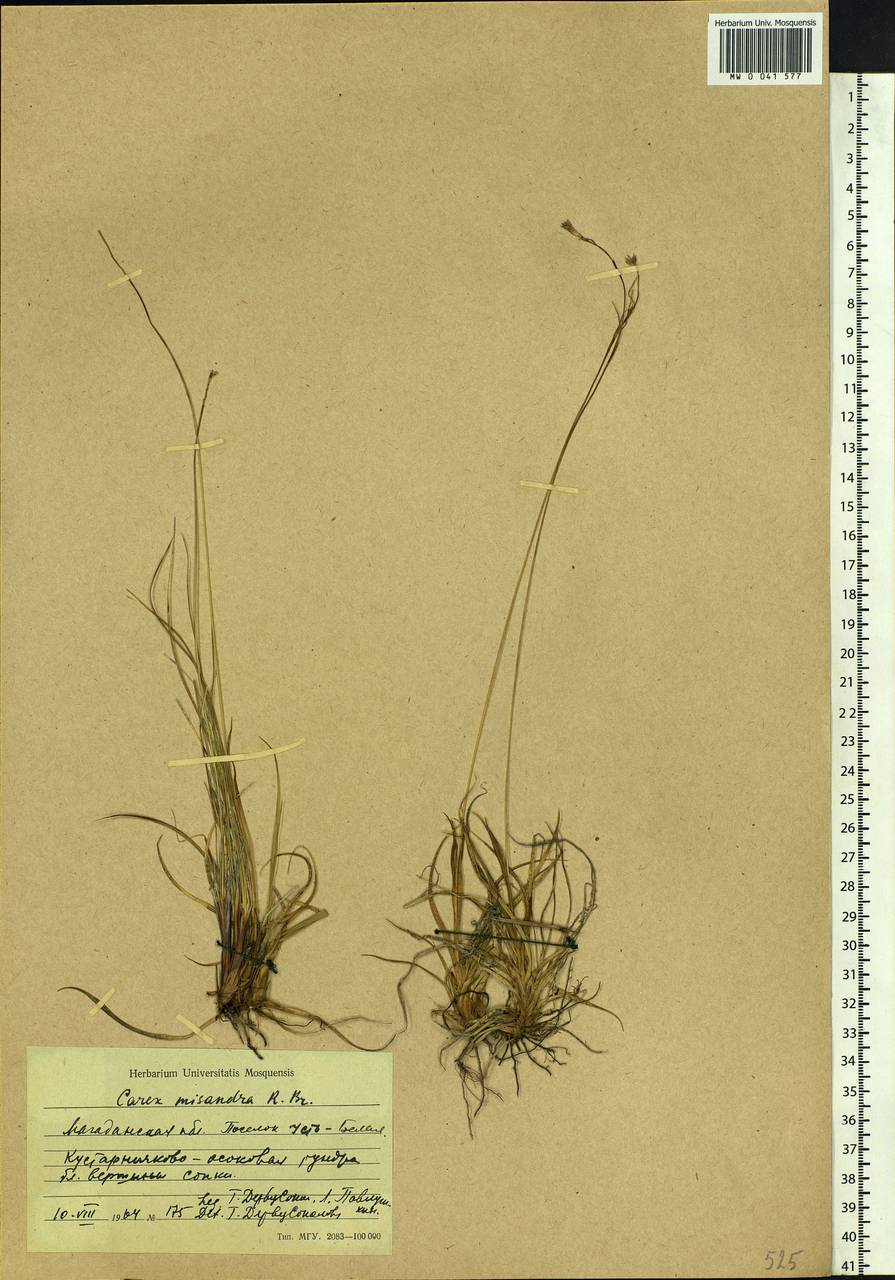 Carex fuliginosa Schkuhr, Siberia, Chukotka & Kamchatka (S7) (Russia)