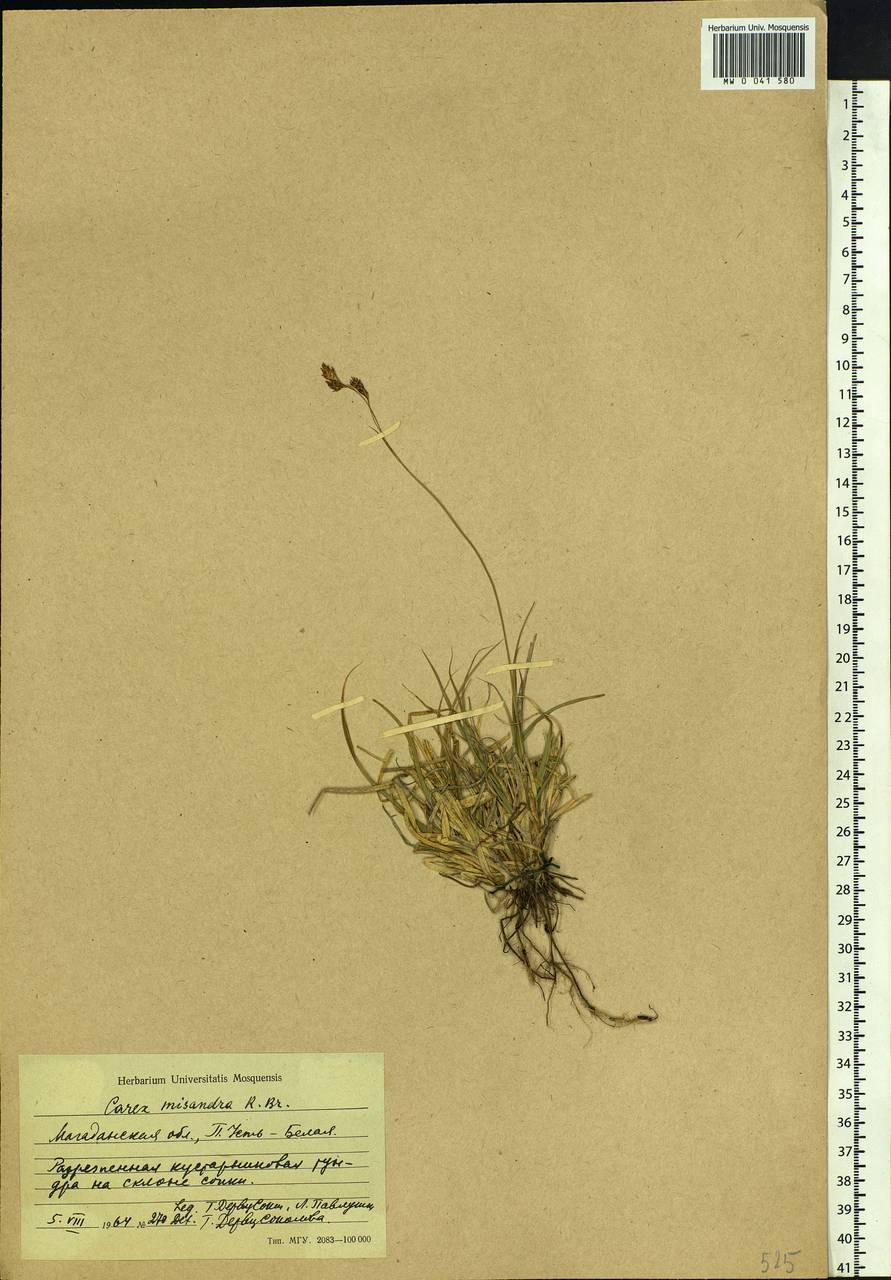 Carex fuliginosa Schkuhr, Siberia, Chukotka & Kamchatka (S7) (Russia)