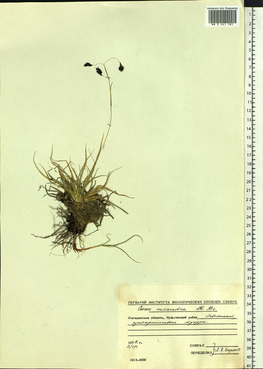 Carex fuliginosa Schkuhr, Siberia, Chukotka & Kamchatka (S7) (Russia)