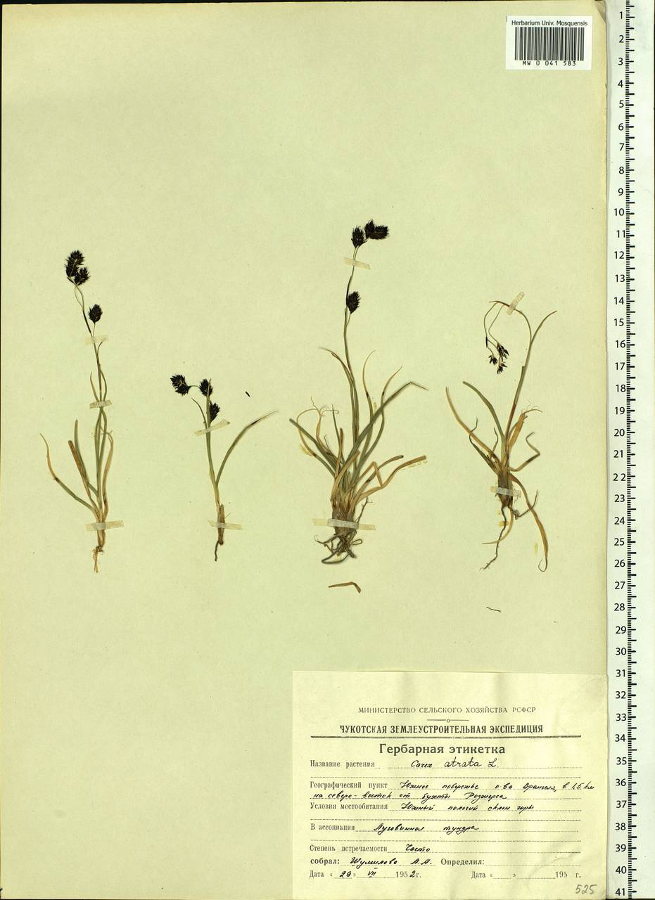 Carex fuliginosa Schkuhr, Siberia, Chukotka & Kamchatka (S7) (Russia)