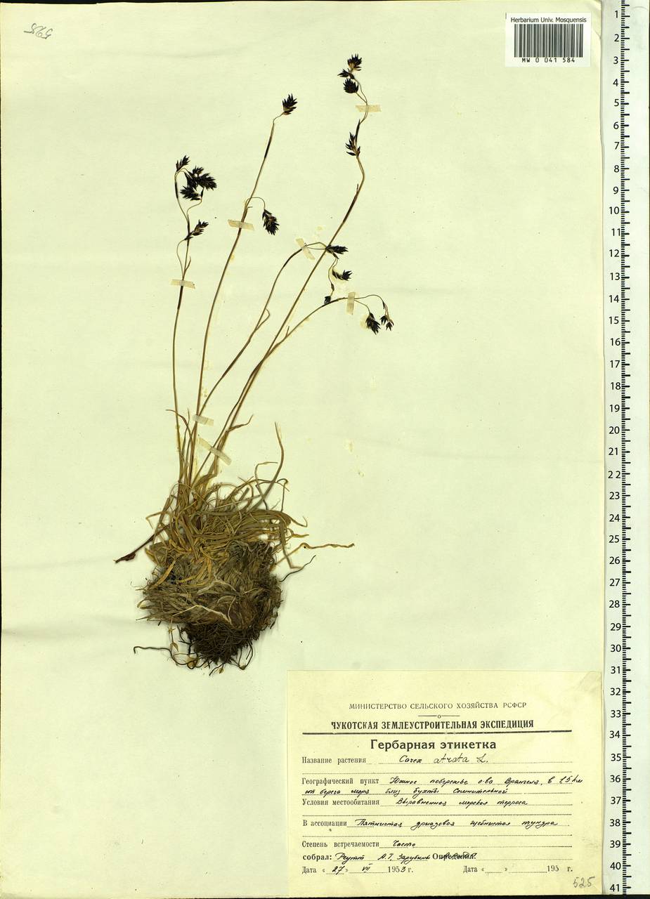 Carex fuliginosa Schkuhr, Siberia, Chukotka & Kamchatka (S7) (Russia)
