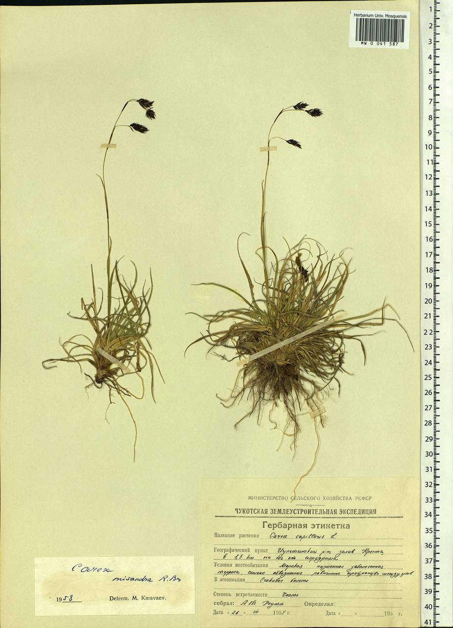 Carex fuliginosa Schkuhr, Siberia, Chukotka & Kamchatka (S7) (Russia)