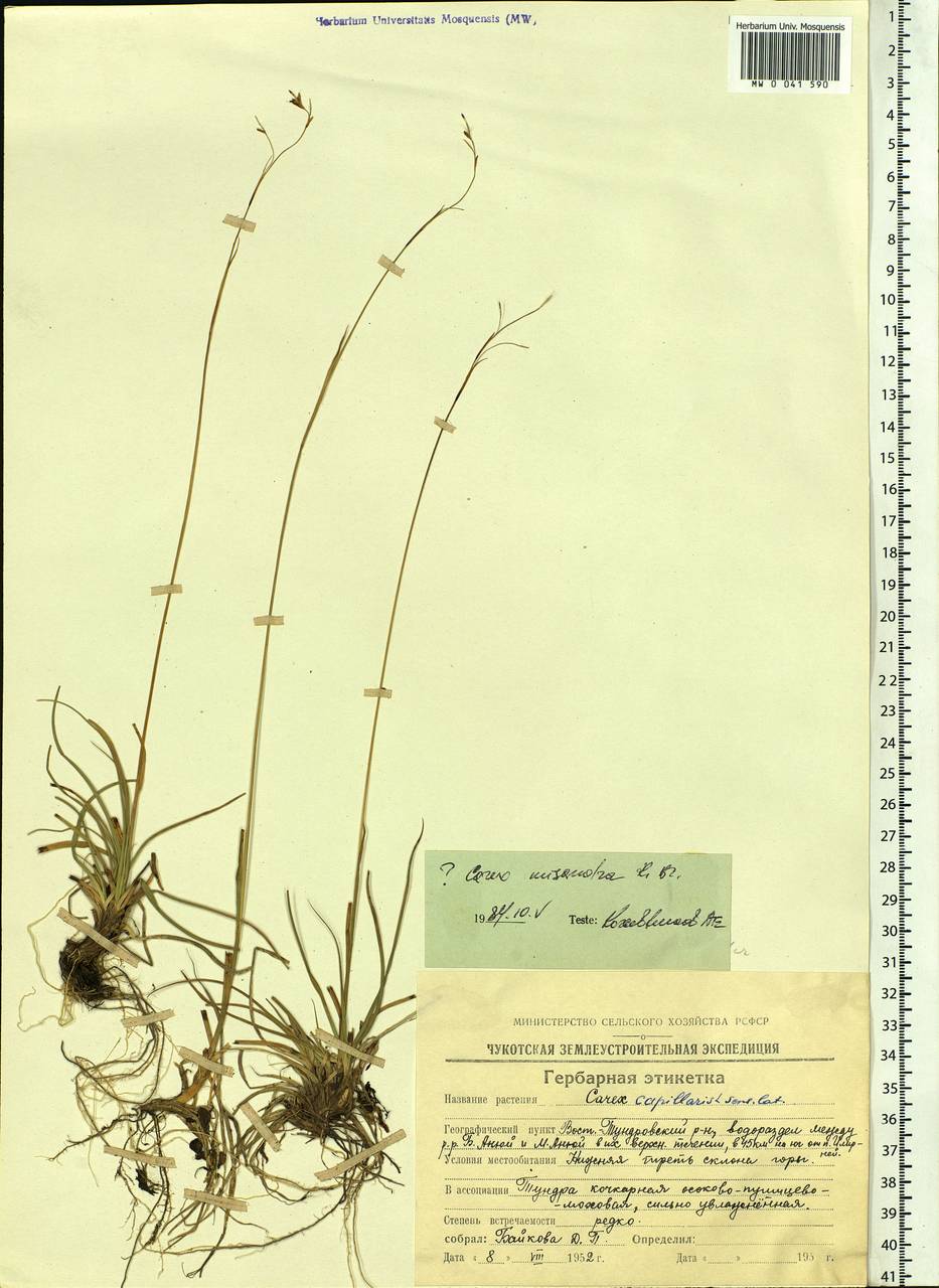 Carex fuliginosa Schkuhr, Siberia, Chukotka & Kamchatka (S7) (Russia)