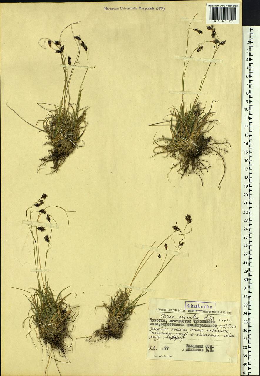 Carex fuliginosa Schkuhr, Siberia, Chukotka & Kamchatka (S7) (Russia)