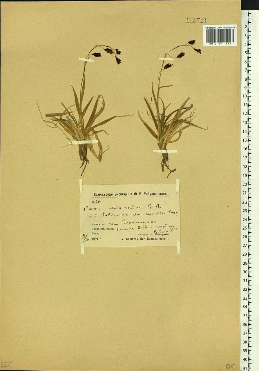 Carex fuliginosa Schkuhr, Siberia, Chukotka & Kamchatka (S7) (Russia)
