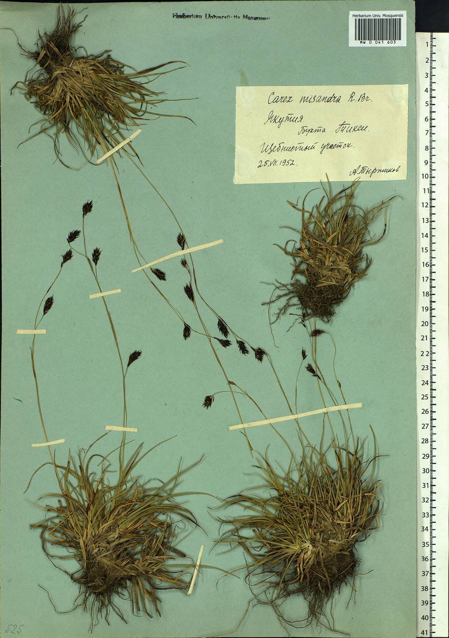 Carex fuliginosa Schkuhr, Siberia, Yakutia (S5) (Russia)