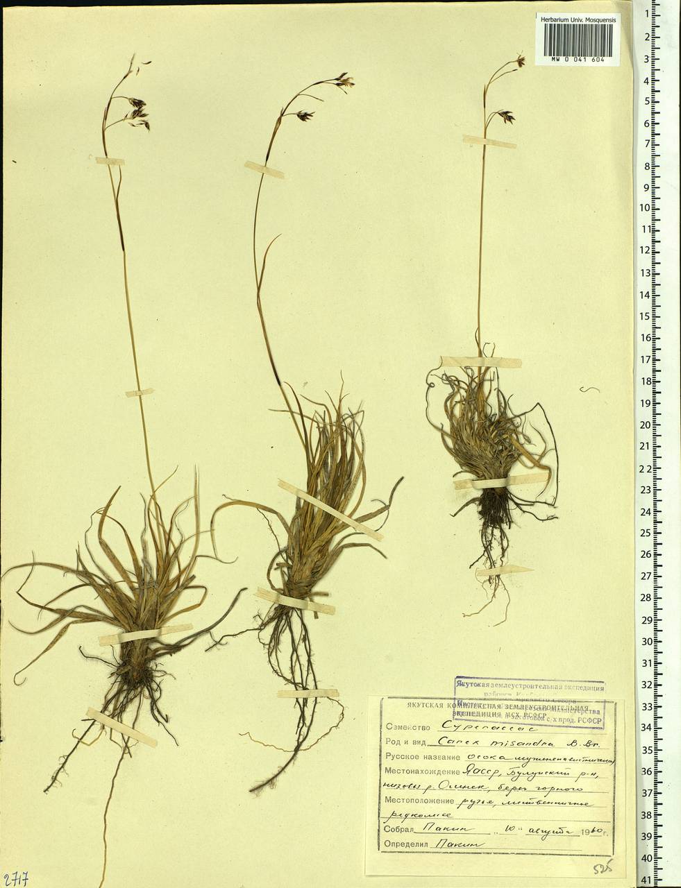 Carex fuliginosa Schkuhr, Siberia, Yakutia (S5) (Russia)
