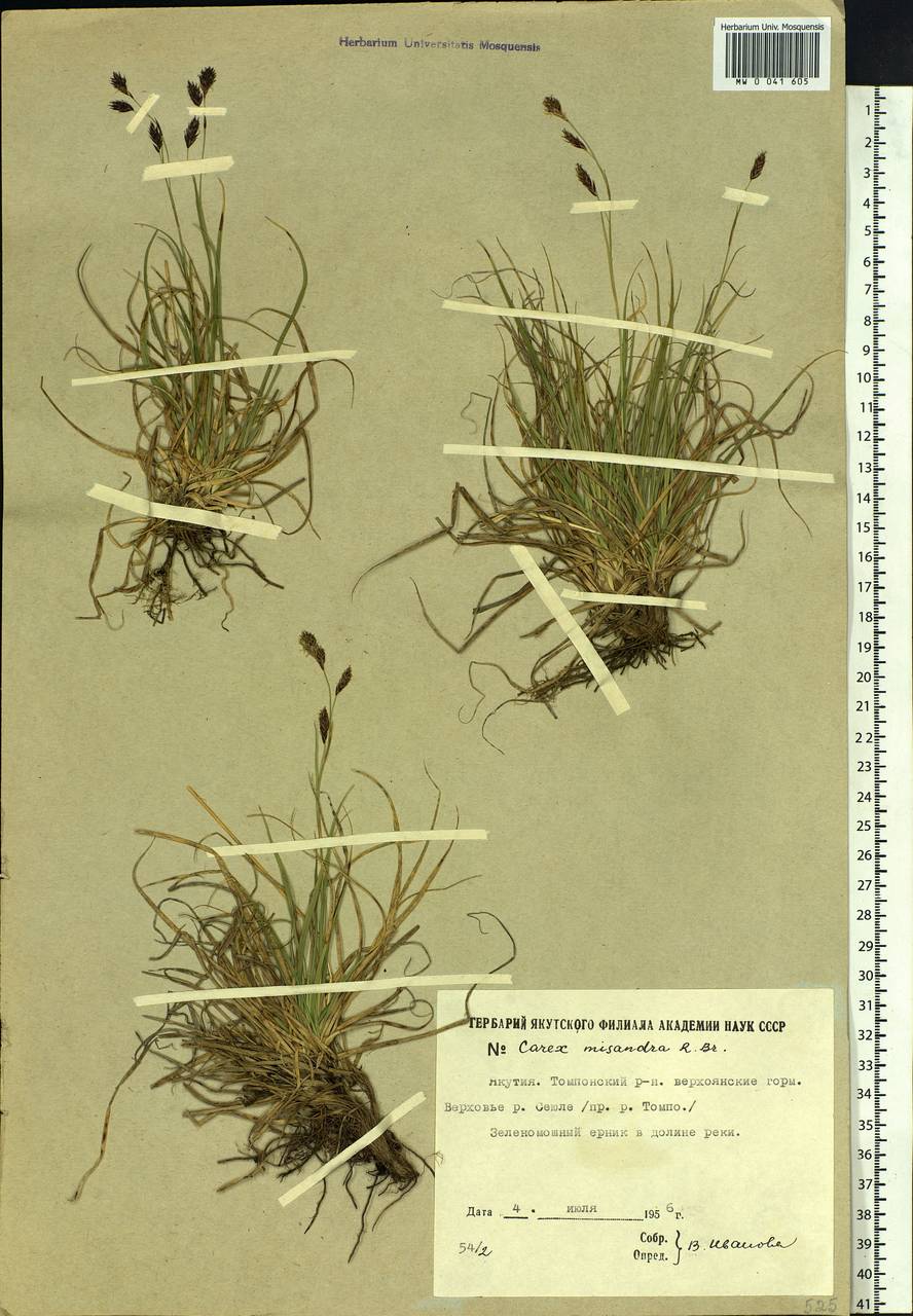 Carex fuliginosa Schkuhr, Siberia, Yakutia (S5) (Russia)