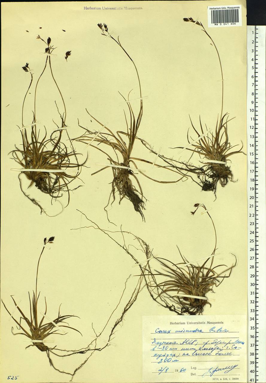 Carex fuliginosa Schkuhr, Siberia, Yakutia (S5) (Russia)