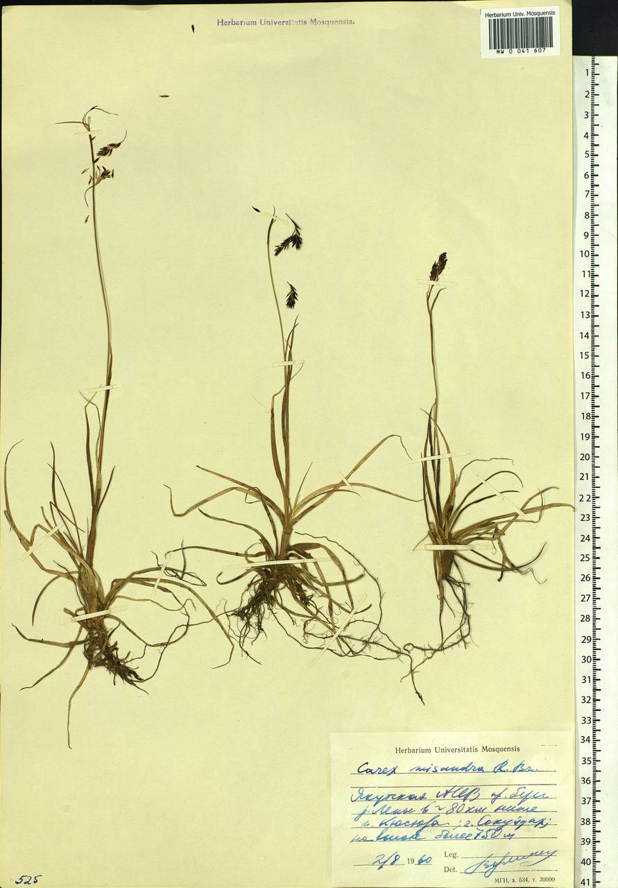 Carex fuliginosa Schkuhr, Siberia, Yakutia (S5) (Russia)