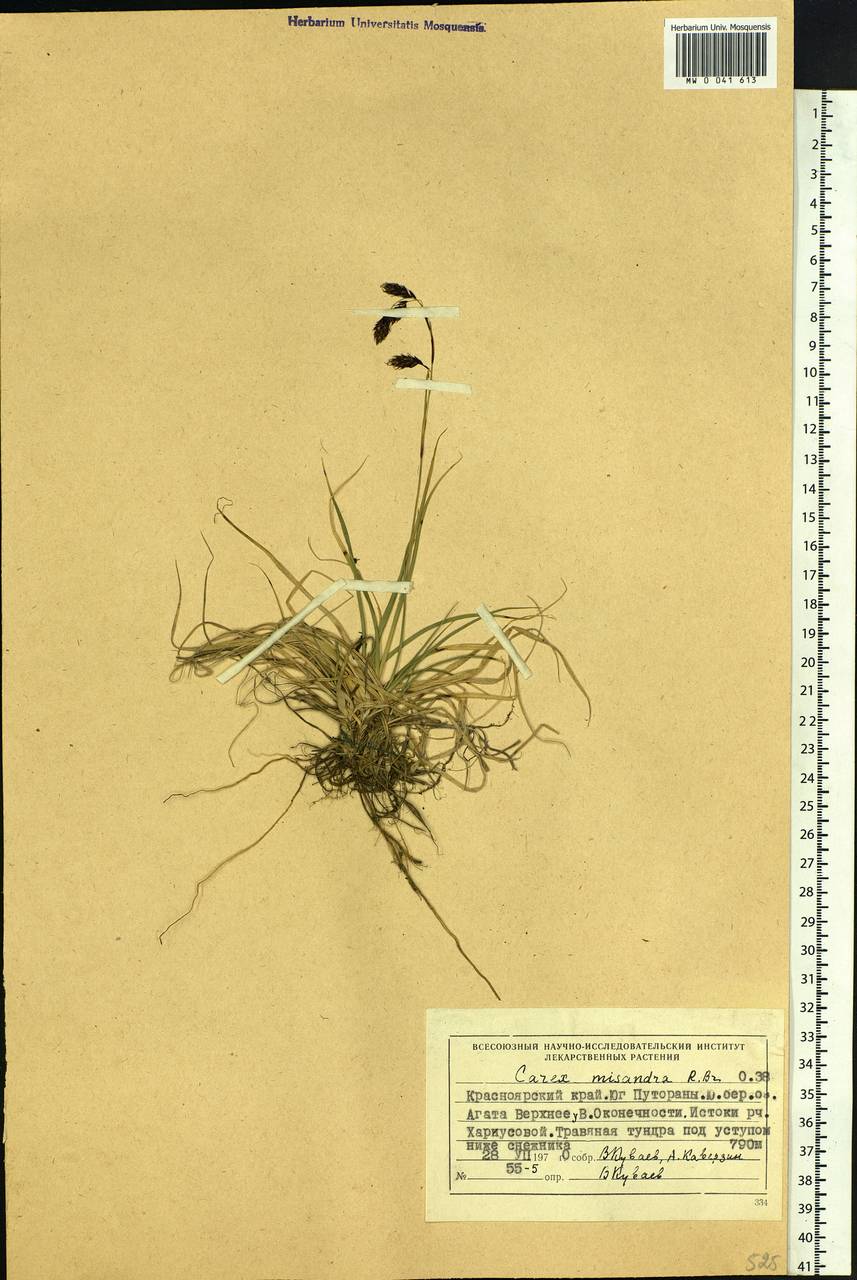 Carex fuliginosa Schkuhr, Siberia, Central Siberia (S3) (Russia)