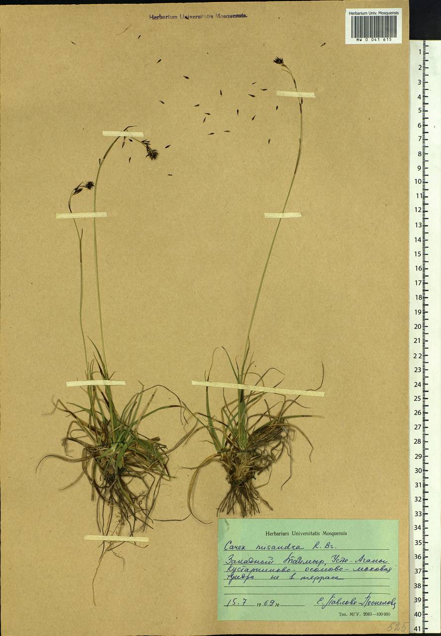 Carex fuliginosa Schkuhr, Siberia, Central Siberia (S3) (Russia)