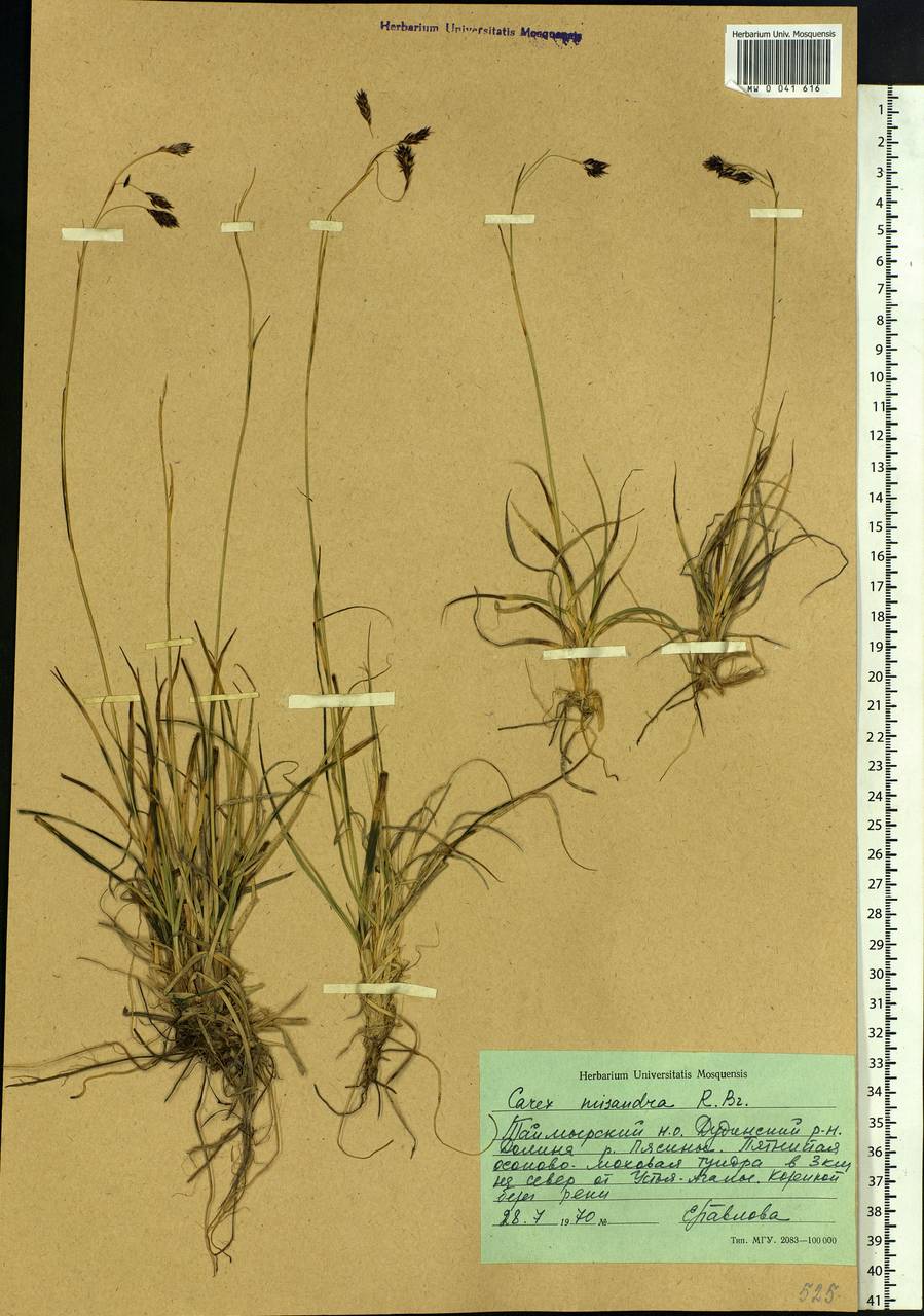 Carex fuliginosa Schkuhr, Siberia, Central Siberia (S3) (Russia)