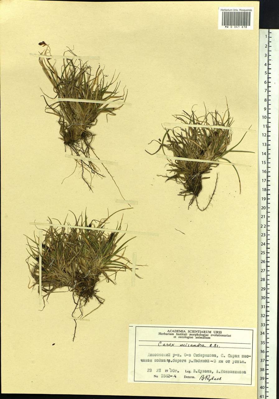 Carex fuliginosa Schkuhr, Siberia, Central Siberia (S3) (Russia)