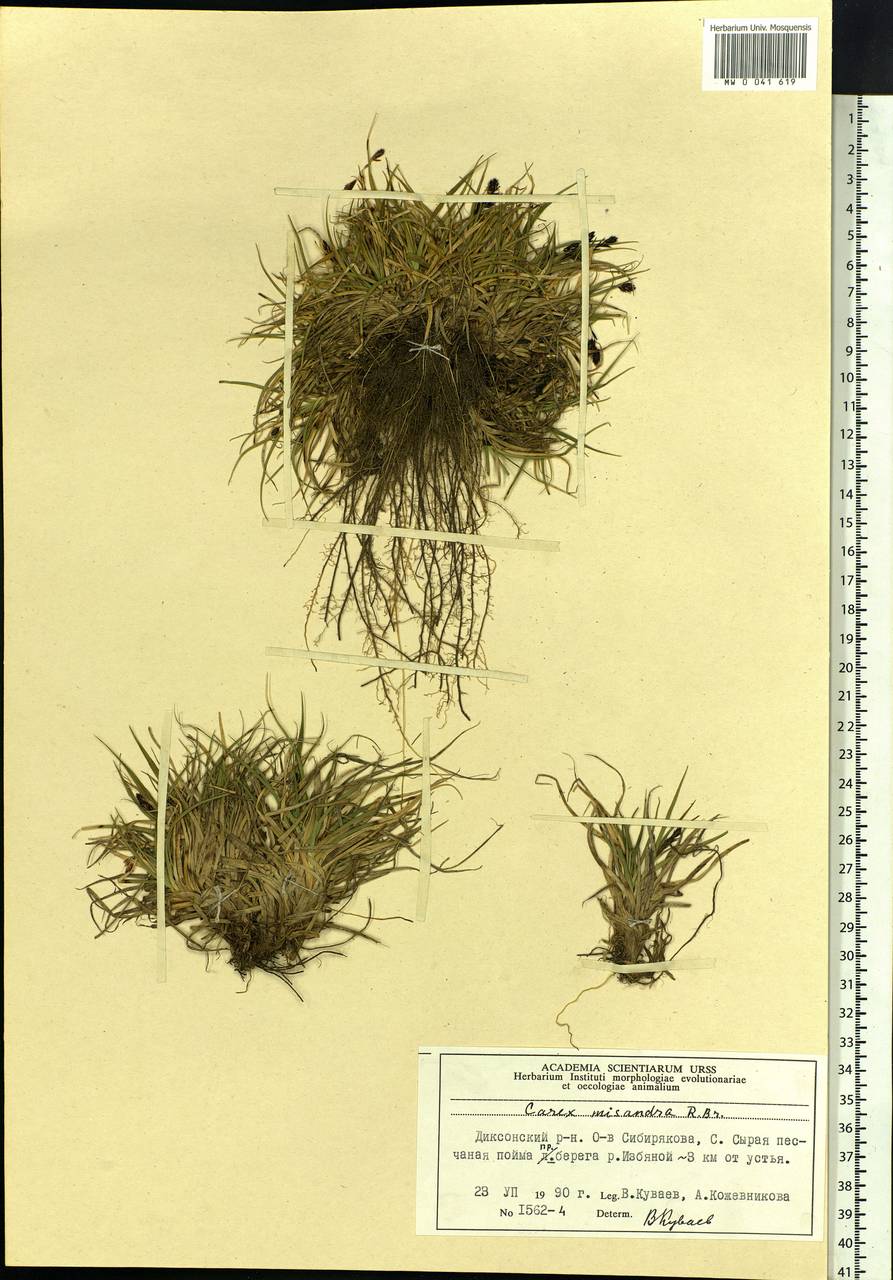 Carex fuliginosa Schkuhr, Siberia, Central Siberia (S3) (Russia)
