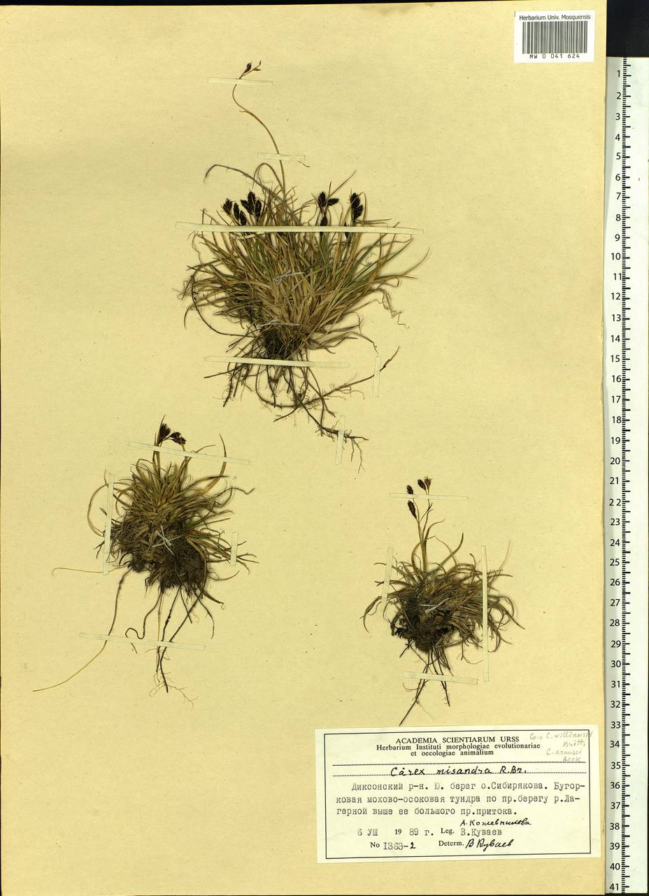 Carex fuliginosa Schkuhr, Siberia, Central Siberia (S3) (Russia)