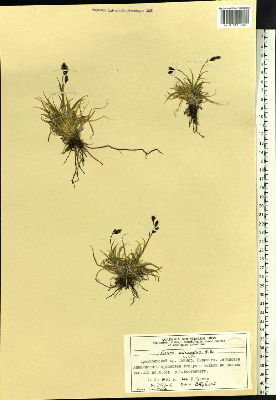 Carex fuliginosa Schkuhr, Siberia, Central Siberia (S3) (Russia)