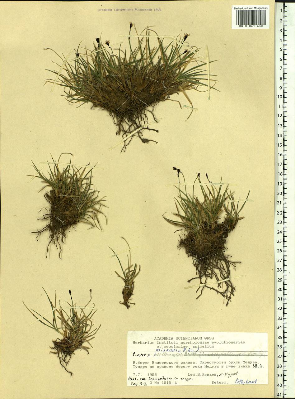 Carex fuliginosa Schkuhr, Siberia, Central Siberia (S3) (Russia)