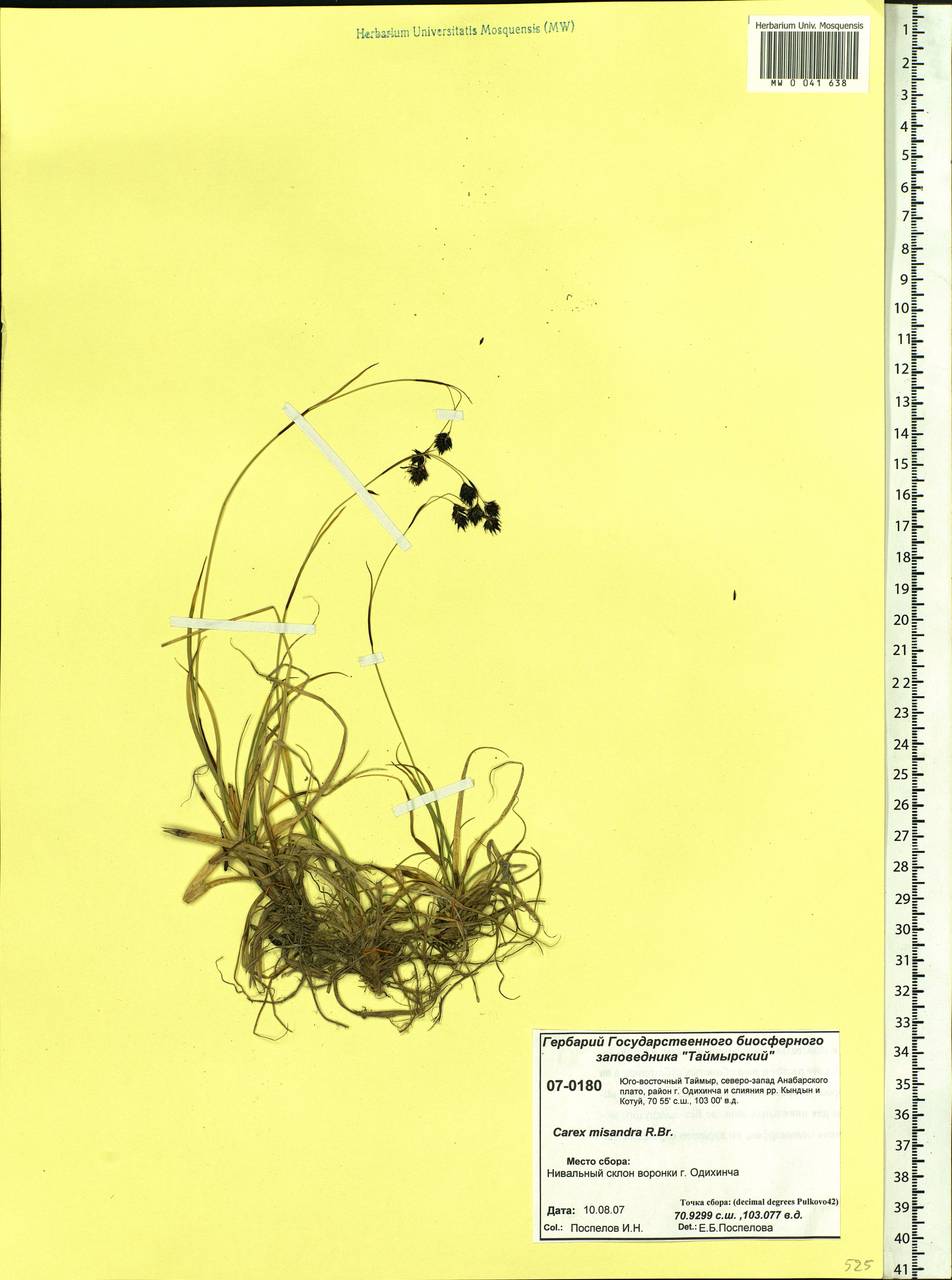 Carex fuliginosa Schkuhr, Siberia, Central Siberia (S3) (Russia)