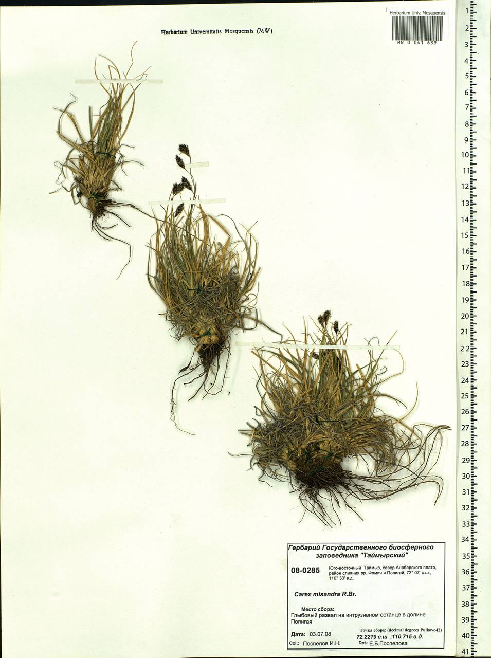 Carex fuliginosa Schkuhr, Siberia, Central Siberia (S3) (Russia)