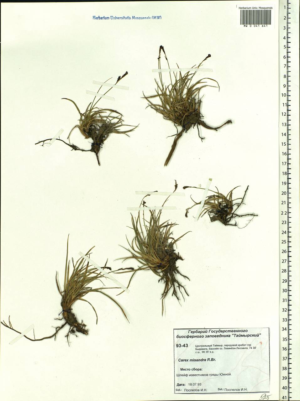 Carex fuliginosa Schkuhr, Siberia, Central Siberia (S3) (Russia)