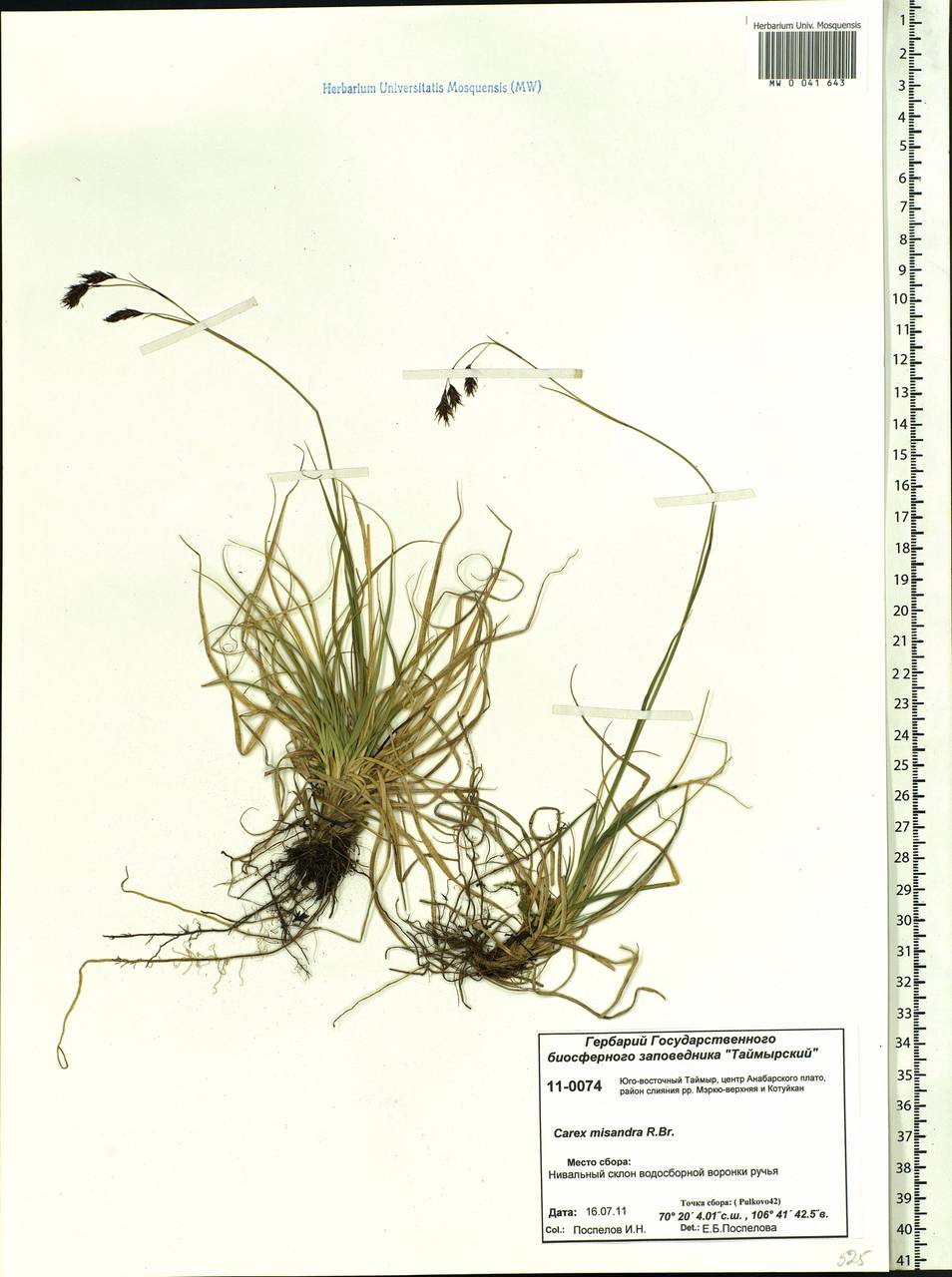 Carex fuliginosa Schkuhr, Siberia, Central Siberia (S3) (Russia)