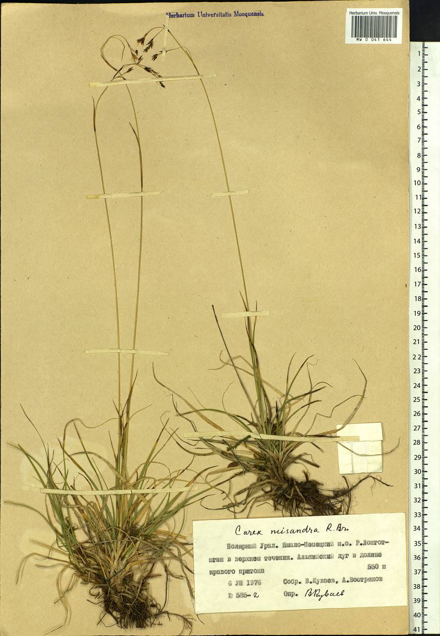 Carex fuliginosa Schkuhr, Siberia, Western Siberia (S1) (Russia)